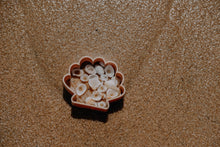 Load image into Gallery viewer, Sea Shell Eco Mould
